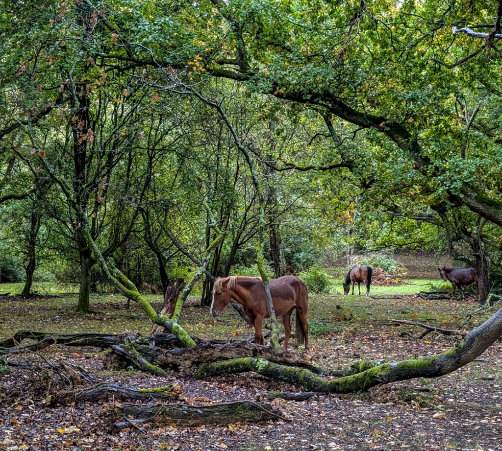 סוסי פרא באנגליה