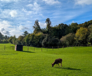 טבע באנגליה